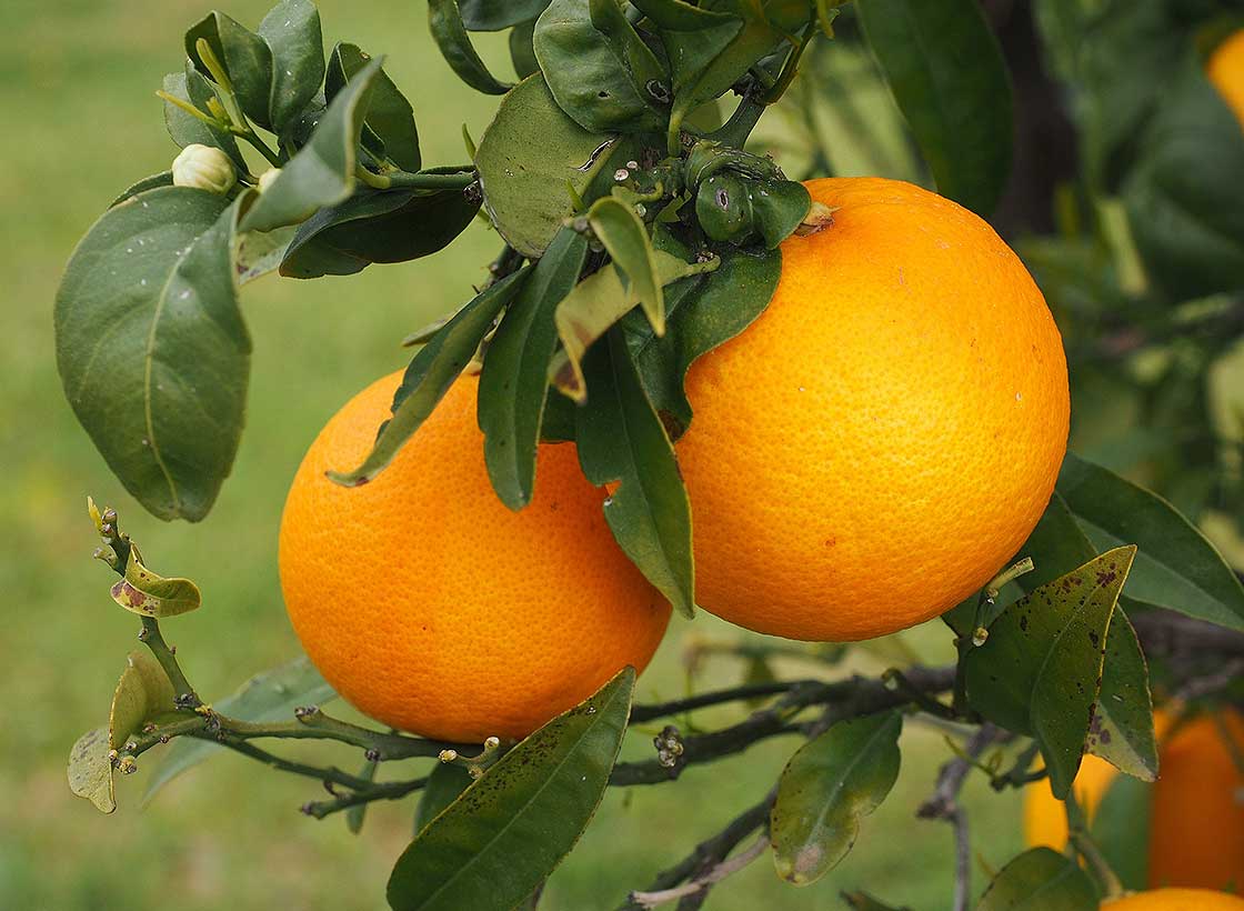 Valérie PRIM / Les oranges