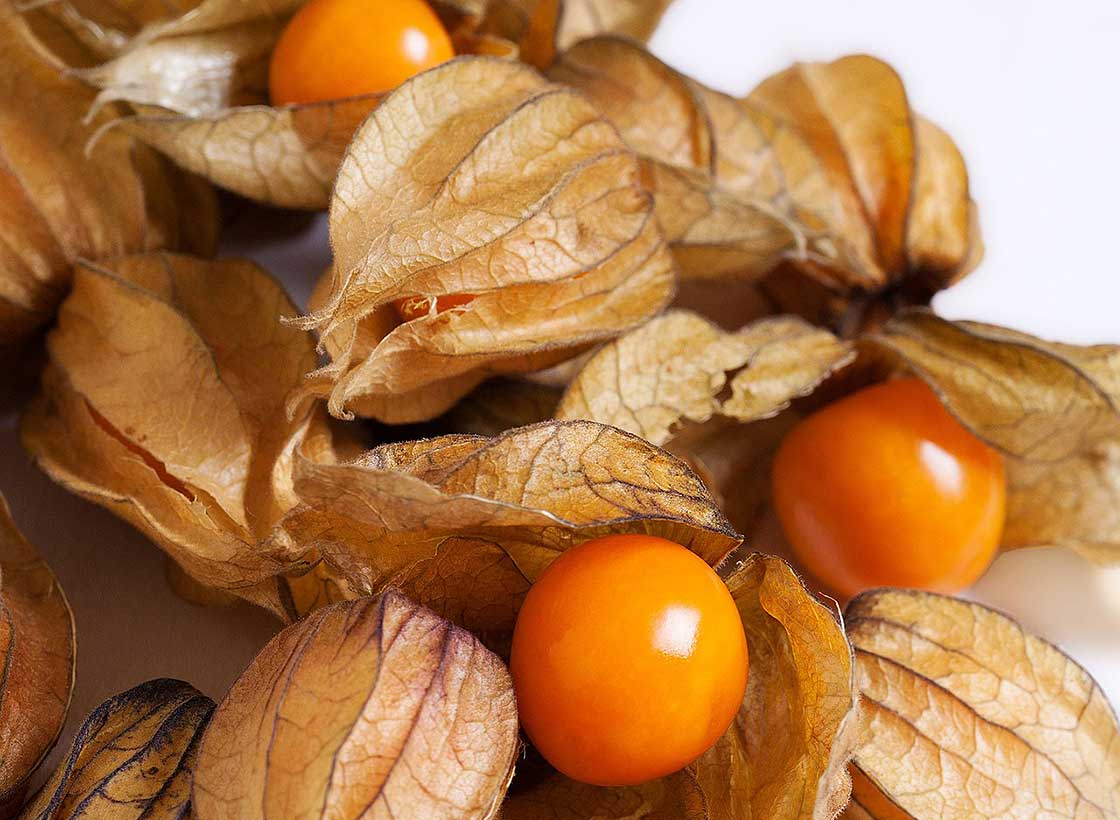 Valérie PRIM / Physalis