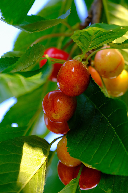 Valerie Primeurs : cerises